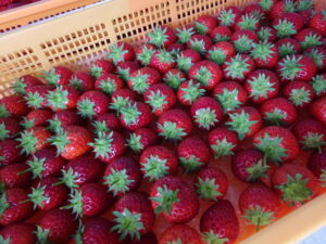 【若葉】いちご狩り🍓レク